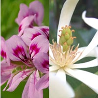 Rose Geranium Magnolia Wholesale Body Butter