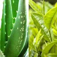 Aloe Vera Green Tea Facial Beauty Mud