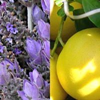 lavender grapefruit wholesale bath and body oil