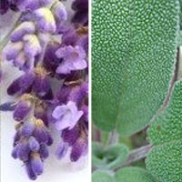 lavender sage wholesale bath and body oil