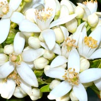 Neroli Facial Beauty Serum