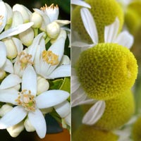 neroli chamomile wholesale bath and body oil