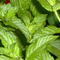 peppermint wholesale virgin coconut oil