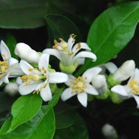 Tunisian Neroli Eye and Face Cream