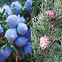 juniper cypress wholesale bath and body oil