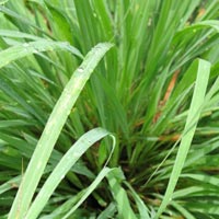 wholesale citronella essential oil