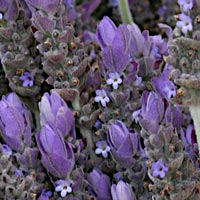 lavender essential oil