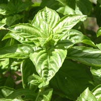 basil essential oil