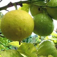 wholesale bergamot essential oil