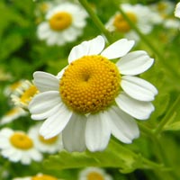 blue chamomile essential oil from www.essexcounty.ca