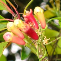 clove essential oil