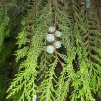 Weeping Cypress essential oil