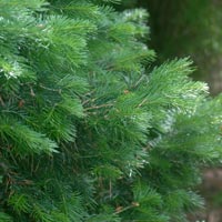 fir needle essential oil