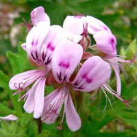 rose geranium essential oil from www.essexcounty.ca