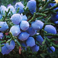 juniper berry essential oil