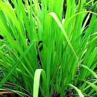 lemongrass essential oil