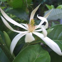 magnolia essential oil