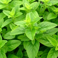 marjoram essential oil