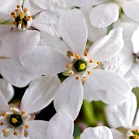 neroli essential oil