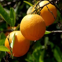 wholesale orange essential oil