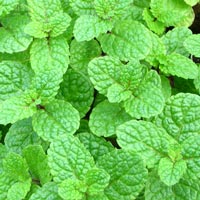 peppermint essential oil