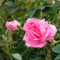 rose essential oil