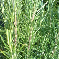 rosemary essential oil