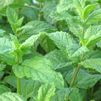 spearmint essential oil