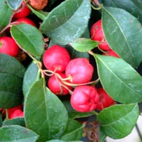 wintergreen essential oil