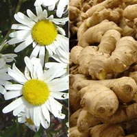 chamomile ginger wholesale facial mud