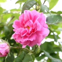Rose Wholesale Floral Water Skin Tonic