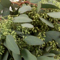Eucalyptus globulus essential oil