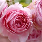 Damask Rose Restorative Beauty Serum